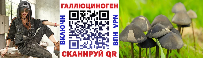 где найти наркотики Петровск-Забайкальский Галлюциногенные грибы Cubensis